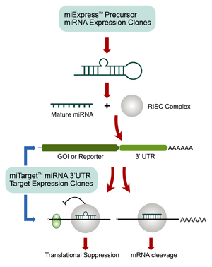 OmicsLink™ miRNA precursor lentiviral clones