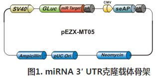 miTarget™ miRNA 3′ UTR 克隆