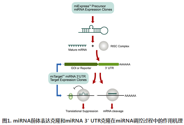 miExpress™ miRNA前体表达克隆