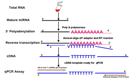 All-in-One™ miRNA SYBR Green Detection Kits