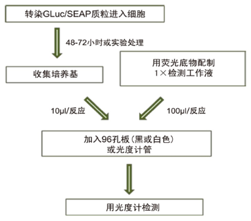 Secrete-Pair™ Dual Luminescence Assay Kit