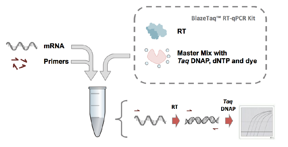 BlazeTaq™ Probe One-Step RT-qPCR Kit