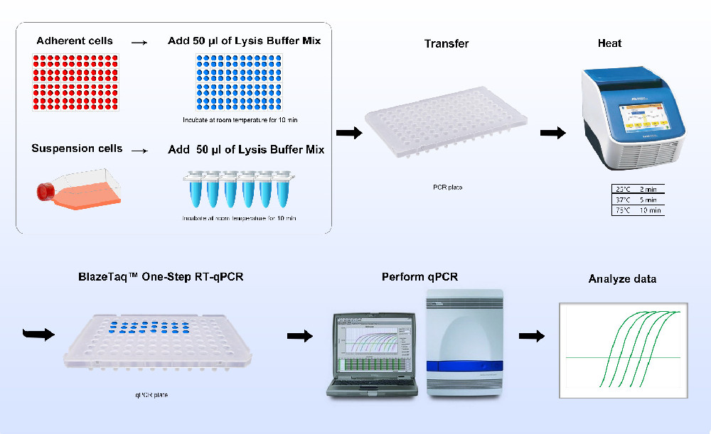 CytoCt™ Cell Lysis Kit