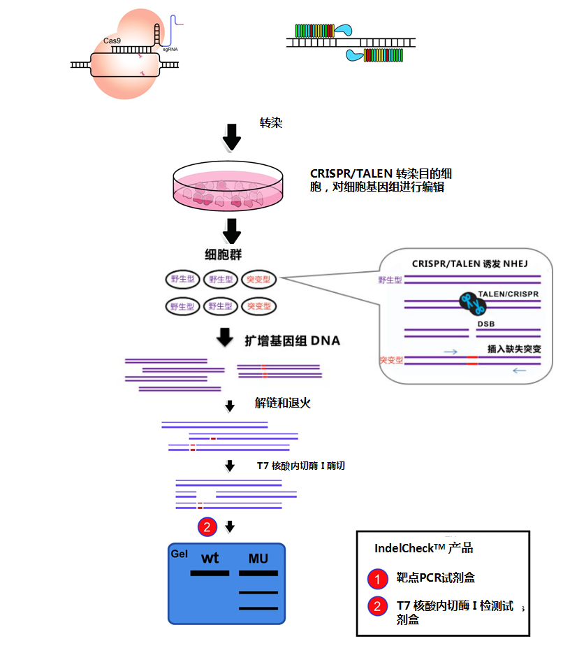 CRISPR/TALEN 插入缺失检测体系