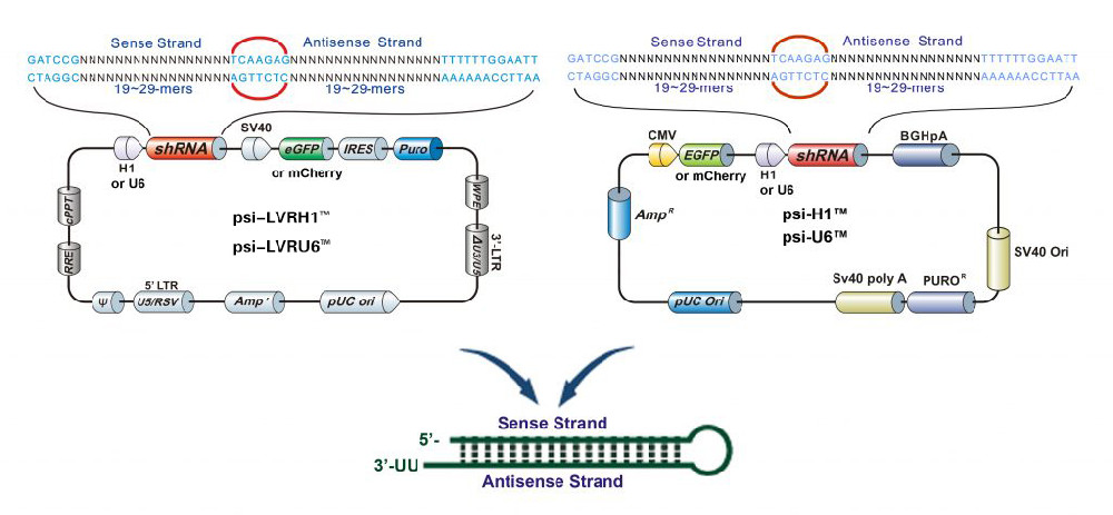 OmicsLink™ shRNA表达克隆