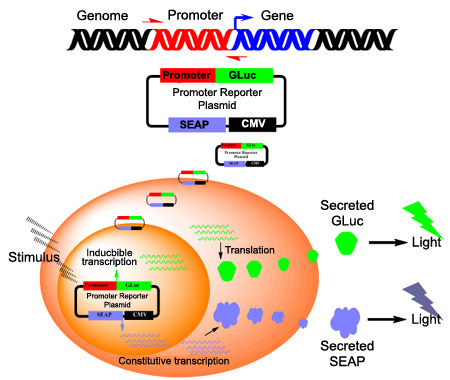 GLuc-ON™ promoter-reporter lentiviral clones