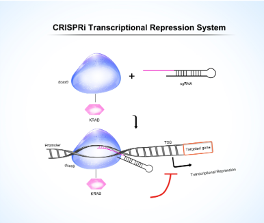 GeneHero™ CRISPRi 预制稳转株