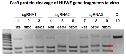 Cas9蛋白