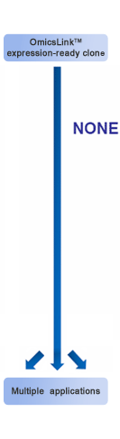 Expression-ready ORF cDNA clones