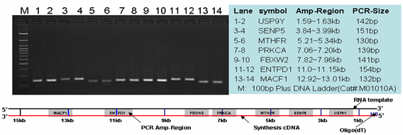 All-in-One™ First -Strand cDNA合成试剂盒